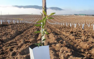 plantacion-olivo