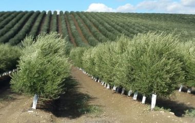 sikitita-olivar-variedades